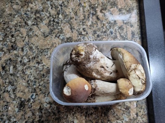 Champignons Cèpes Champignons Cèpes